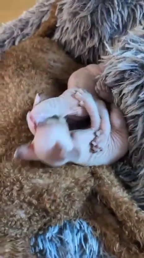 Sphynx gatos en venta: GATOS EGIPCIOS SPHYNX - Video 1