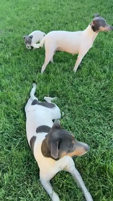 Ratonero Bodeguero Andaluz perros en venta: Bodegueros blue - Video 1