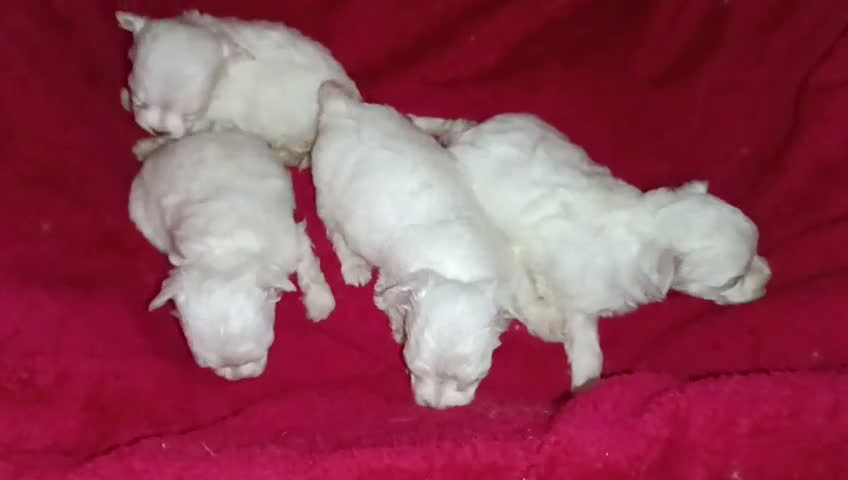 Bichón Maltés perros en venta: PRECIOSAS HEMBRITAS DE BICHÓN MALTÉS  - Video 1