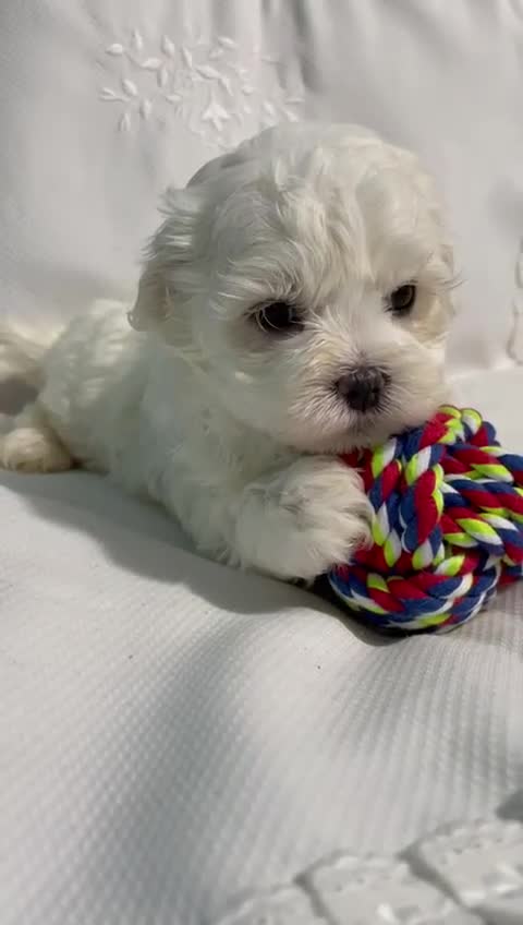 Bichón Maltés perros en venta: Bichon Maltes - Video 1