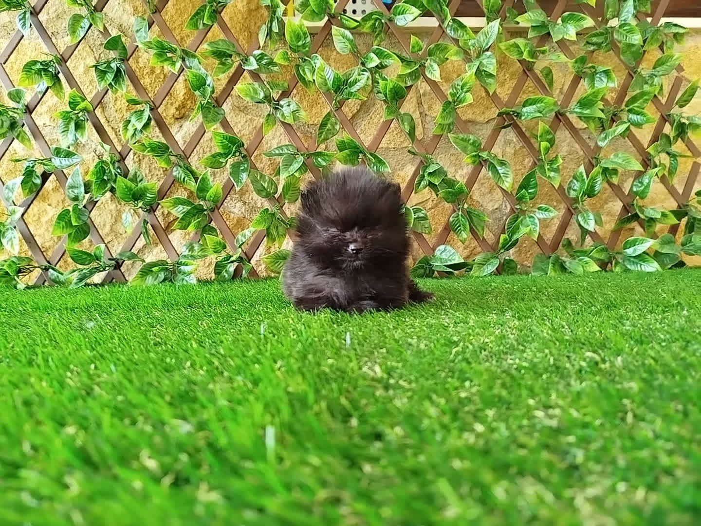 Pomerania perros en venta: Pomeranias toy  - Video 1