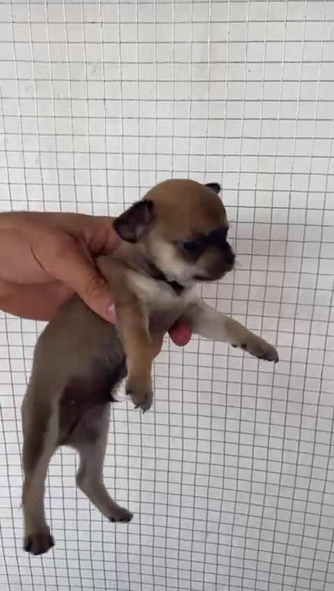 Chihuahua perros en venta: CHIHUAHUAS MINIS GRAN CALIDAD  - Video 2