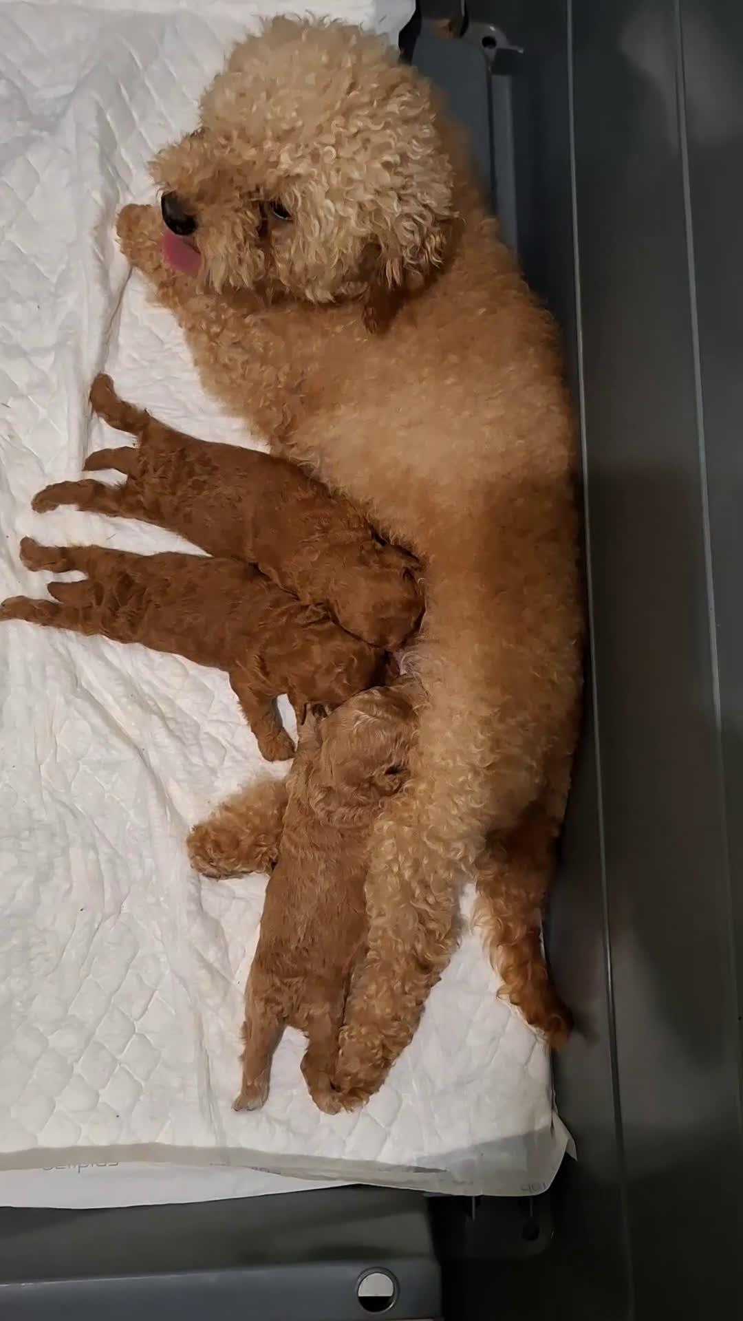 Caniche Toy perros en venta: Caniche Toy - Video 1