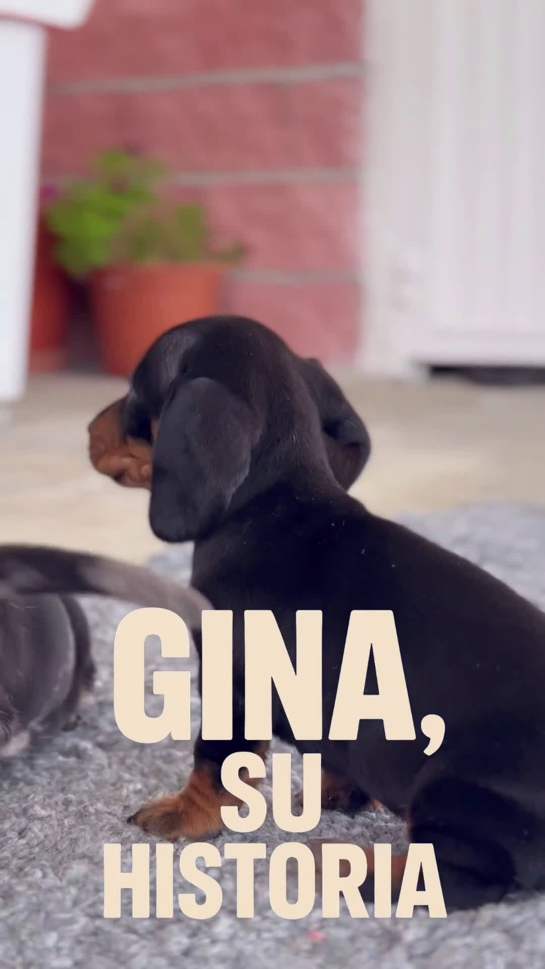 Teckel Miniatura perros en venta: 🐾 CONOCE A GINA UNA PEQUEÑA TECKEL MINIATURA 🖤 - Video 1