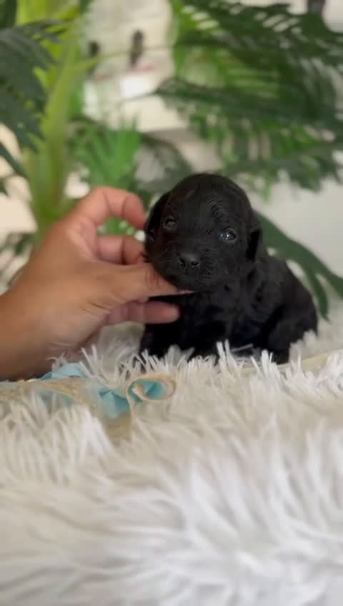 Caniche Toy perros en venta: CANICHE TOY - Video 2