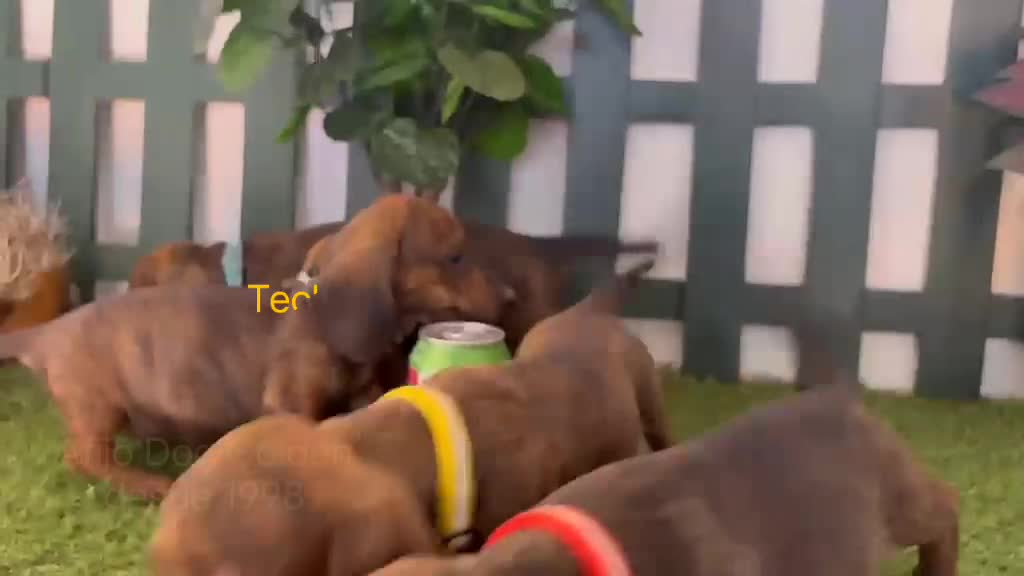 Teckel perros en venta: Teckel miniaturas atigrados - Video 1