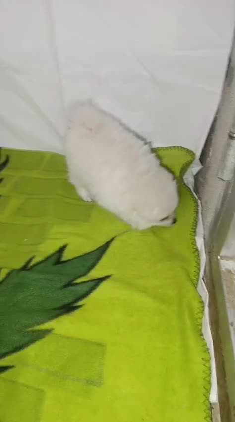 Pomerania perros en venta: OFERTA HEMBRITAS POMERANIAS desde 700 € - Video 2