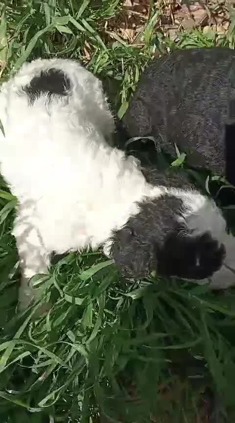 Perro de Agua Español perros en venta: Perro de agua  - Video 1