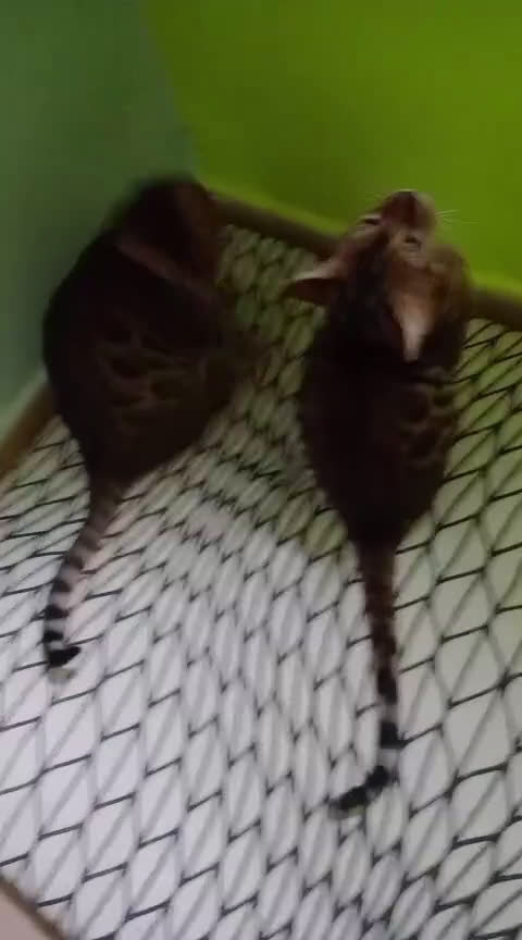 Bengalí gatos en venta: Gatos bengalis tienen 8 meses  - Video 2