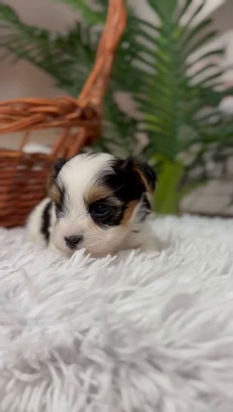 Yorkshire Terrier perros en venta: YORSKSHIRE BIEWER MACHO - Video 1