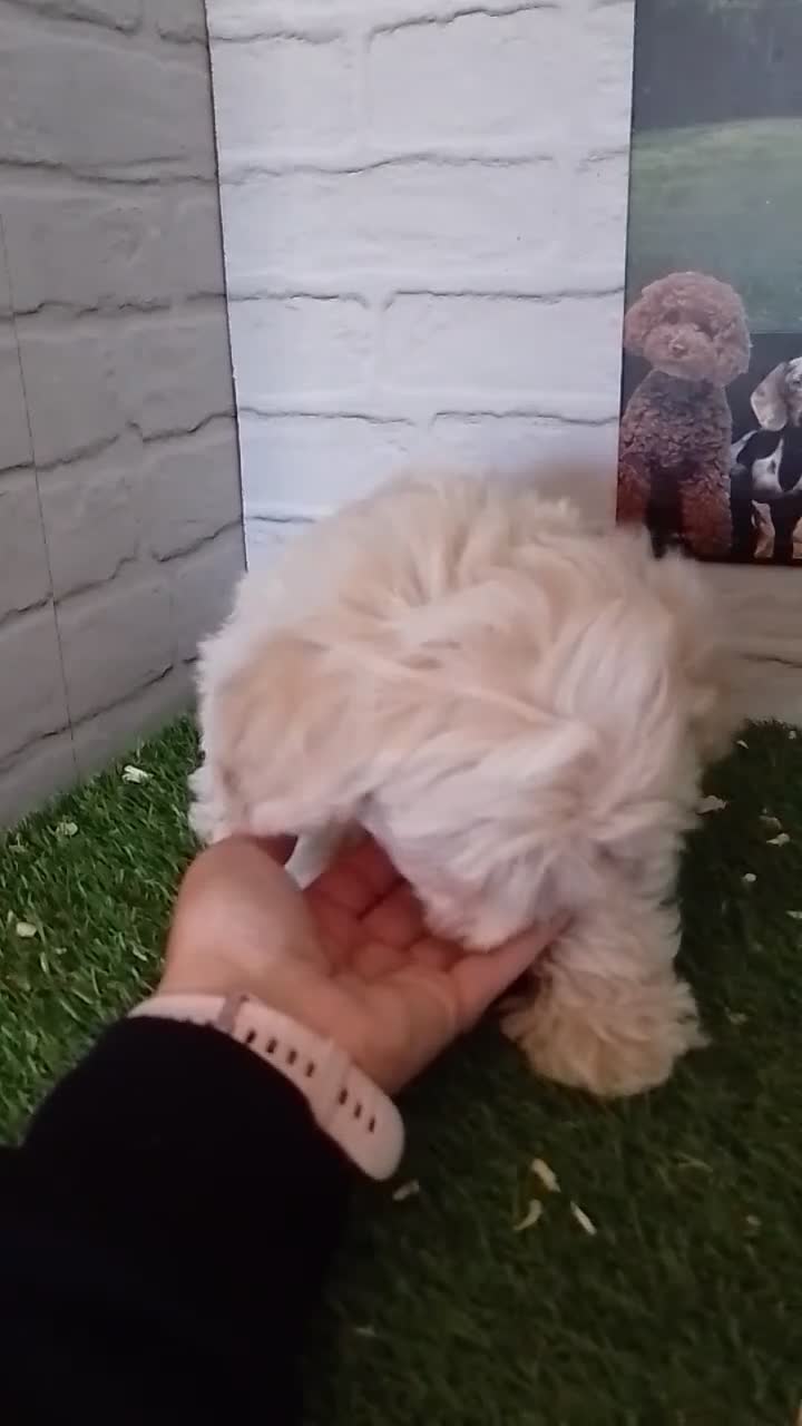 Maltipoo perros en venta: Maltipoo  - Video 2