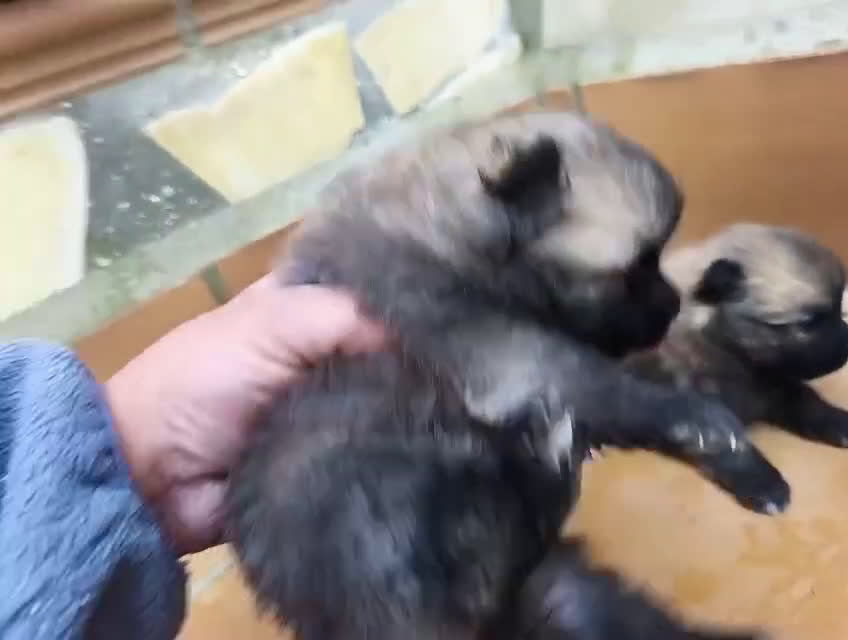 Pomerania perros en venta: POMERANIA - Video 5