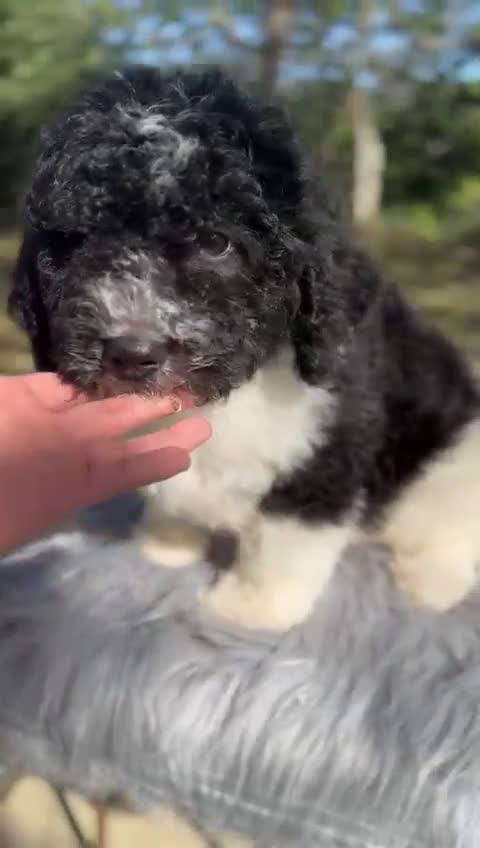 Perro de Agua Español perros en venta: Perro de agua  - Video 1