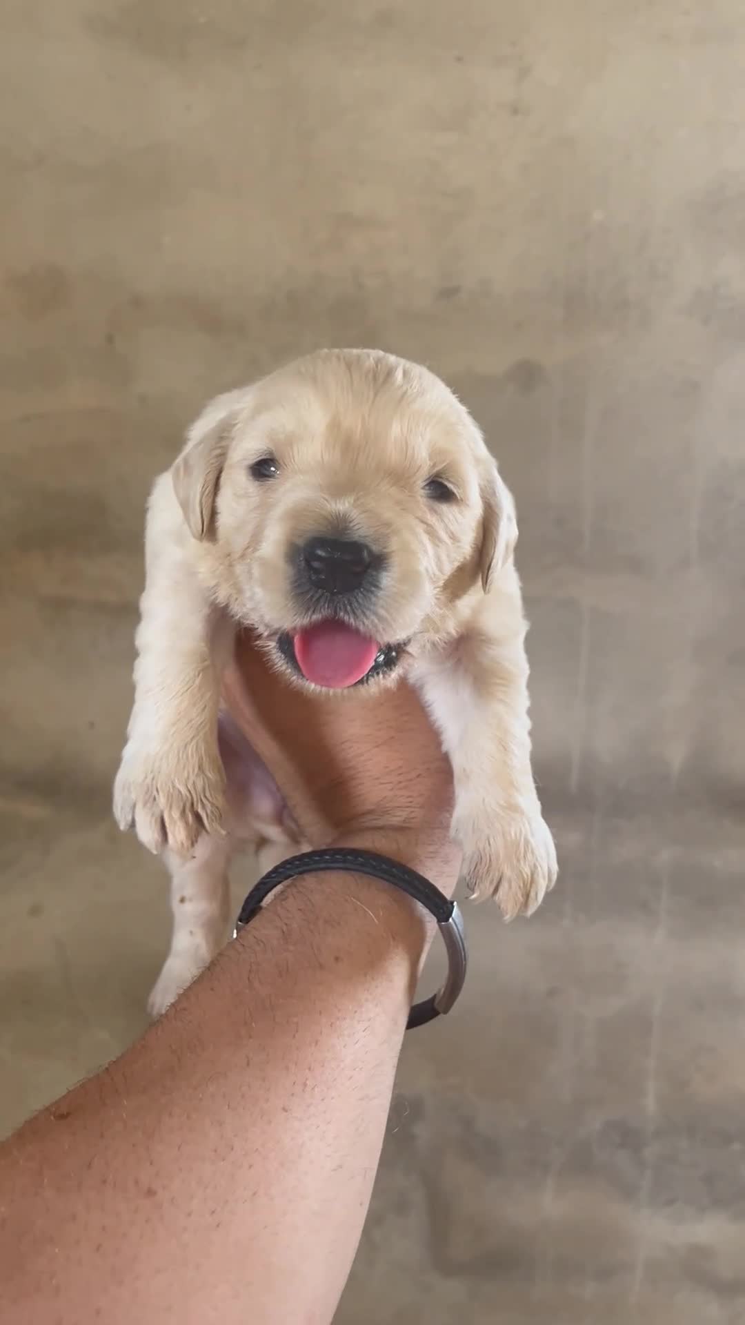 Golden Retriever perros en venta: GOLDEN RETRIEVER DE CAMPEONES en Alicante - Video 1