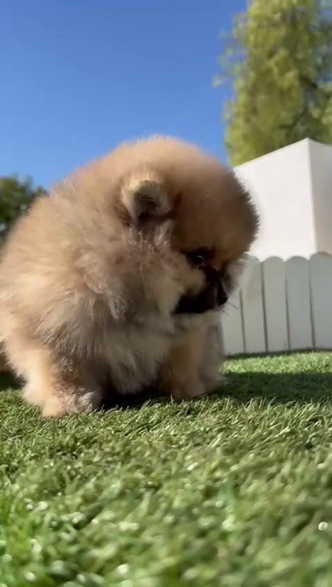 Pomerania perros en venta: POMERANIA HEMBRA - Video 3