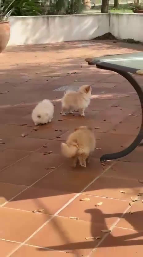 Pomerania perros en venta: Cachorros Pomerania criados en ambiente familiar - Video 1