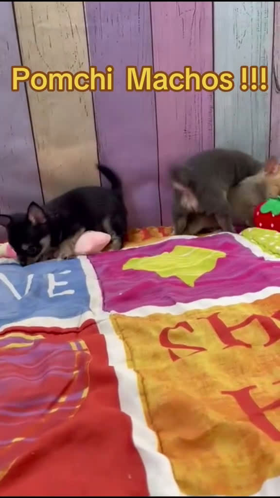 Pomchi perros en venta: Pomchi simpática y divertida raza!!! - Video 1