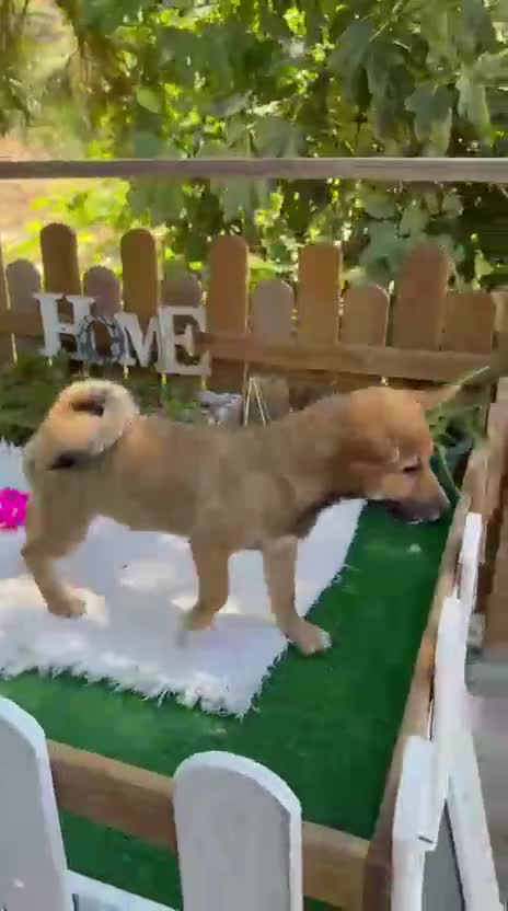 Shiba Inu perros en venta: Shiba Inu Hembras Rojas Preciosas  - Video 1