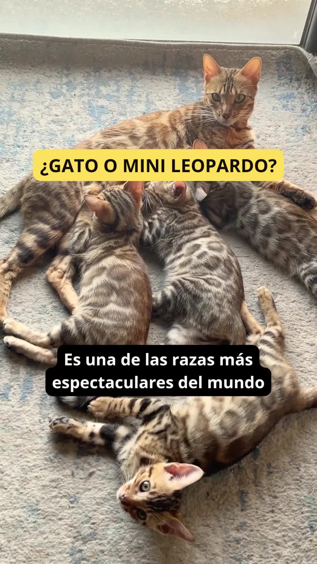 Bengalí gatos en venta: Gata Bengalí – Alta Genética y Crianza Premium - Video 3