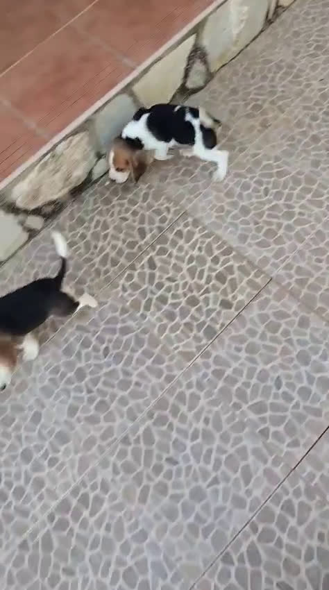 Beagle perros en venta: Preciosa camada de Beagle  - Video 1
