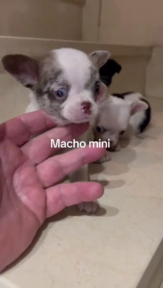 Chihuahua perros en venta: Chihuhuas - Video 2