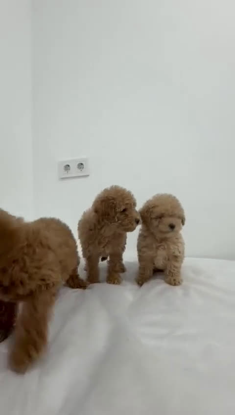 Caniche Toy perros en venta: Caniche toy - Video 1