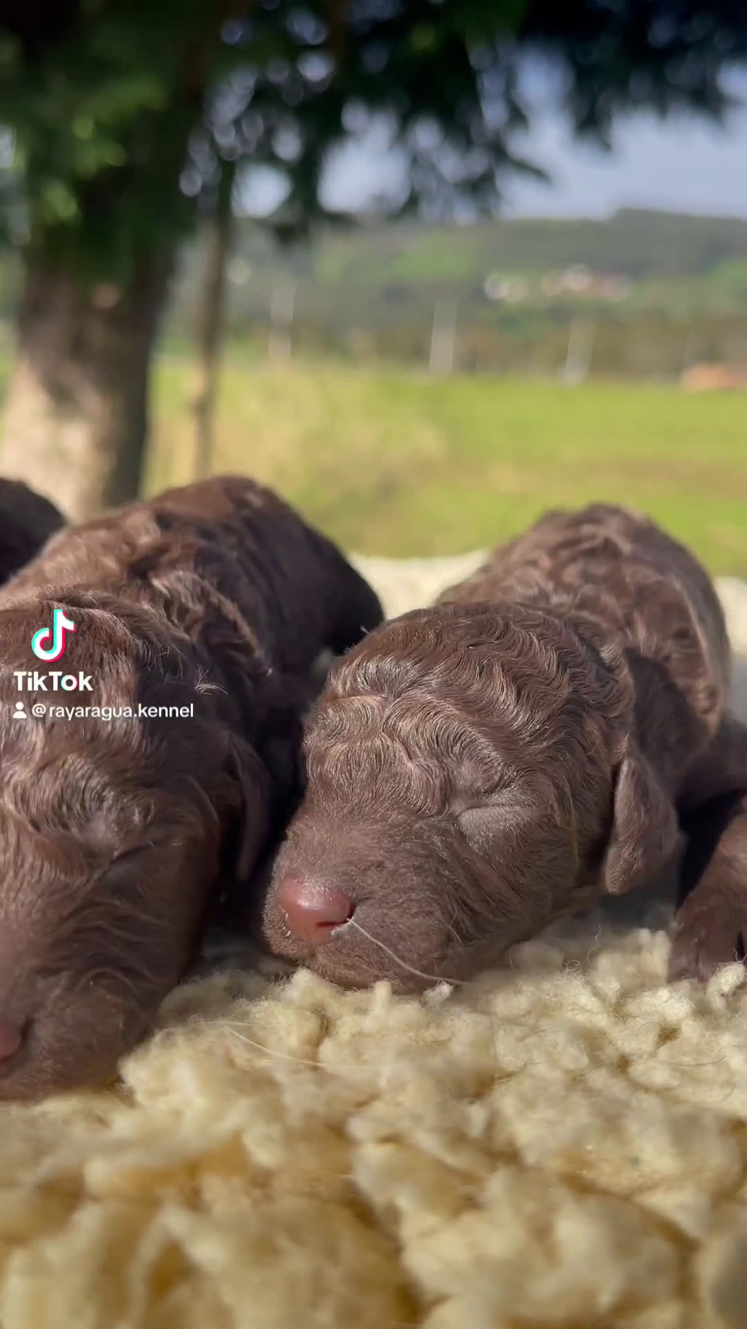 Perro de Agua Español perros en venta: Exclusiva Camada de Perro de agua Español  - Video 1