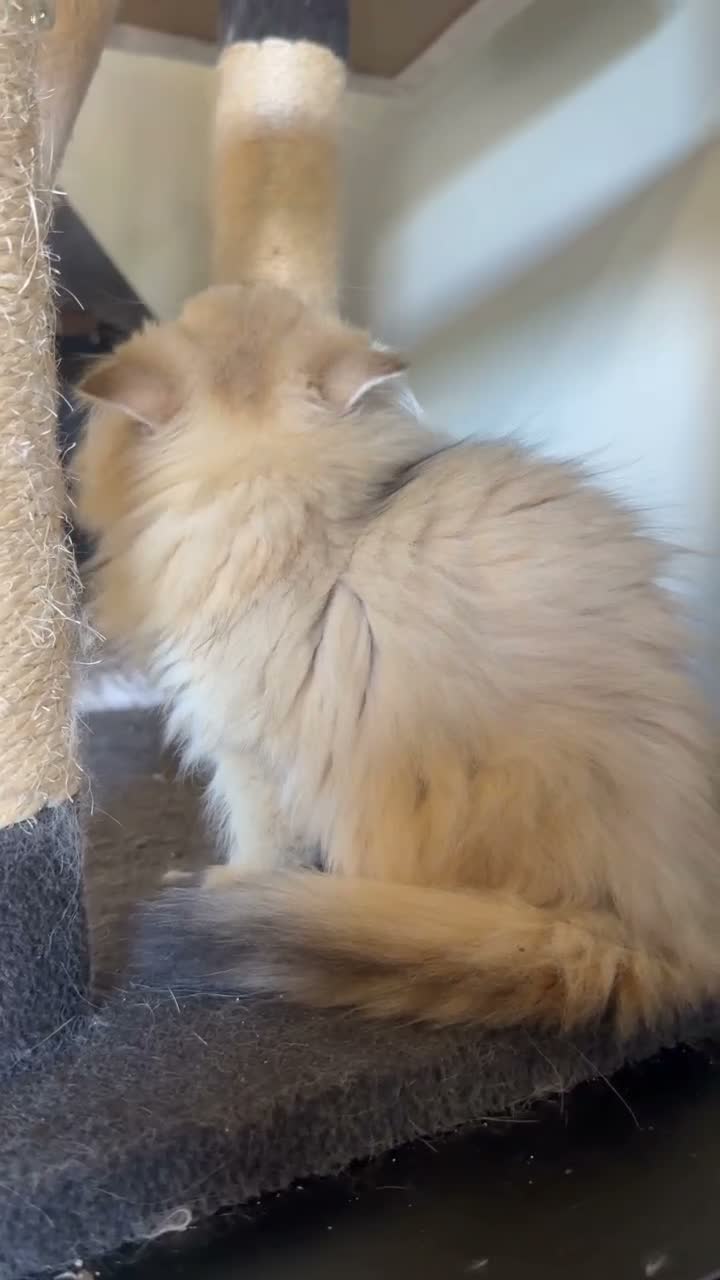 Británico de Pelo Largo gatos en venta: Gatitos British Long Hair Golden y Silver - Video 1