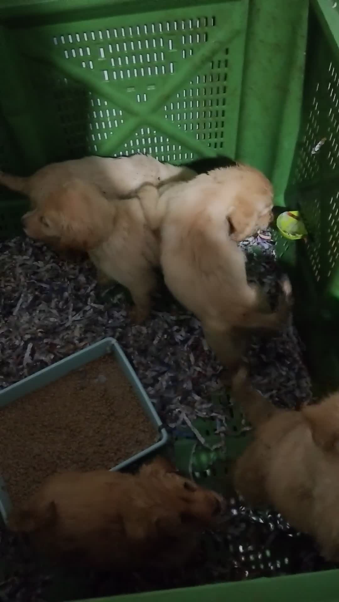 Golden Retriever perros en venta: Golden  - Video 1
