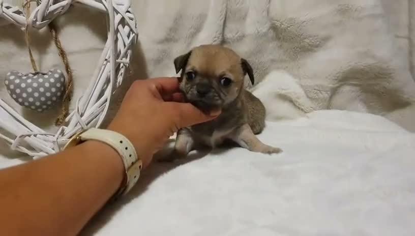 Chihuahua perros en venta: Chihuahua  - Video 2