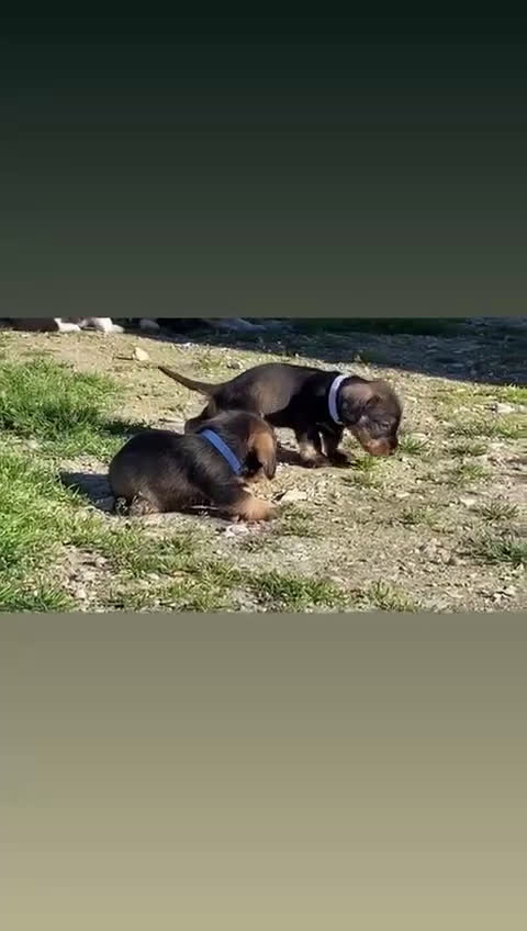 Teckel perros en venta: Teckel de pelo duro  - Video 1