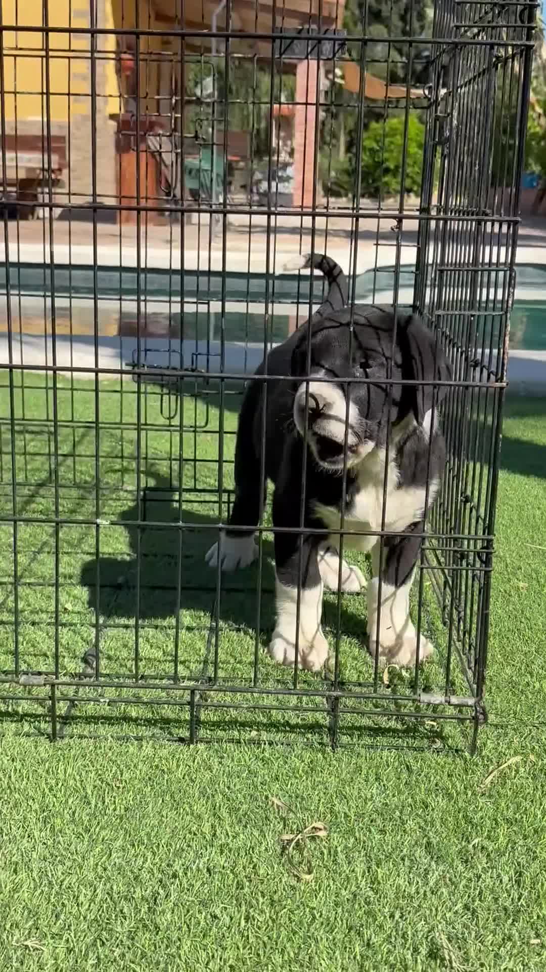 Pastor de Asia Central perros en venta: Alabai - Video 2