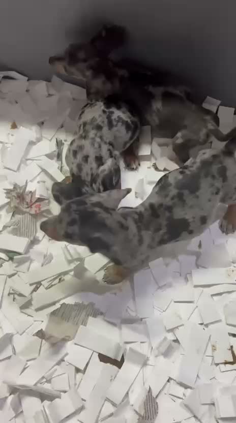 Teckel Miniatura perros en venta: Teckel miniatura - Video 1
