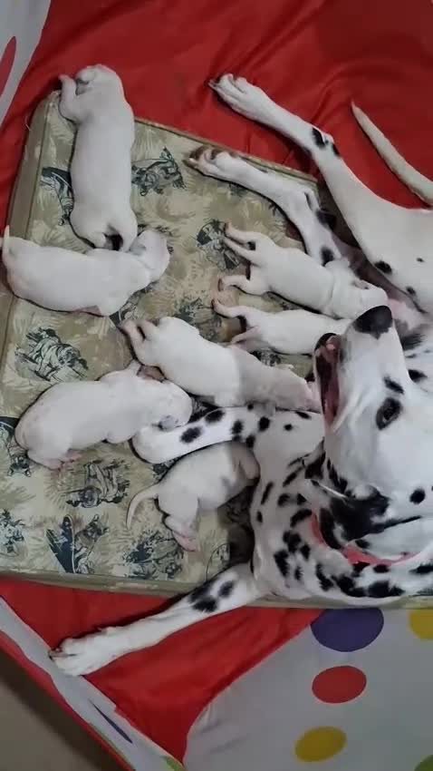 Dálmata perros en venta: Dalmata macho y hembra  - Video 1
