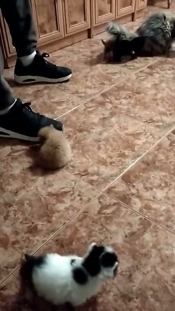 Persa gatos en venta: Persas en Madrid - Video 3