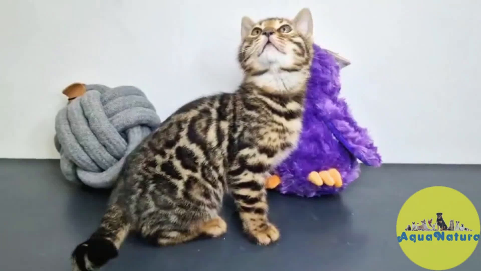 Bengalí gatos en venta: Bengali Macho 1823 AQUANATURA en Barcelona - Video 1