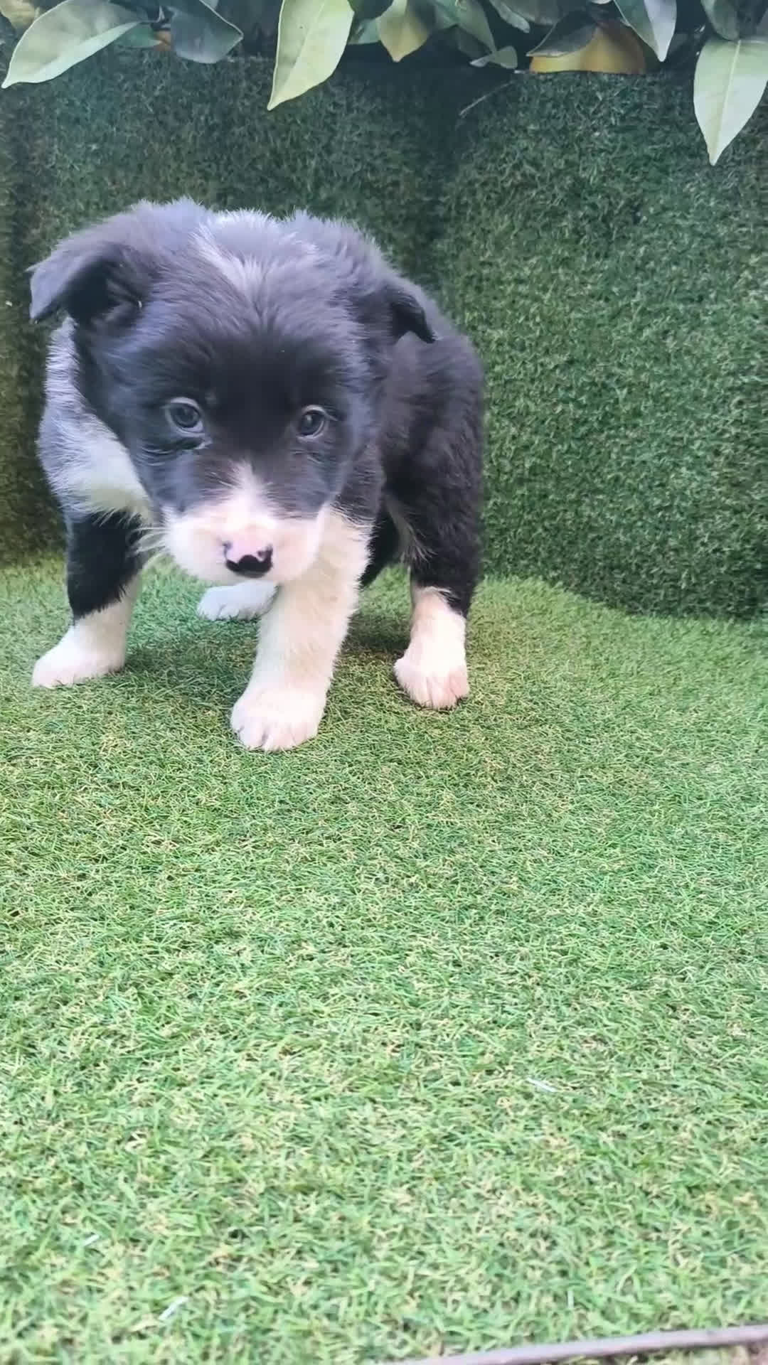 Border Collie perros en venta: border collie blue merle y blancos y negros  - Video 3