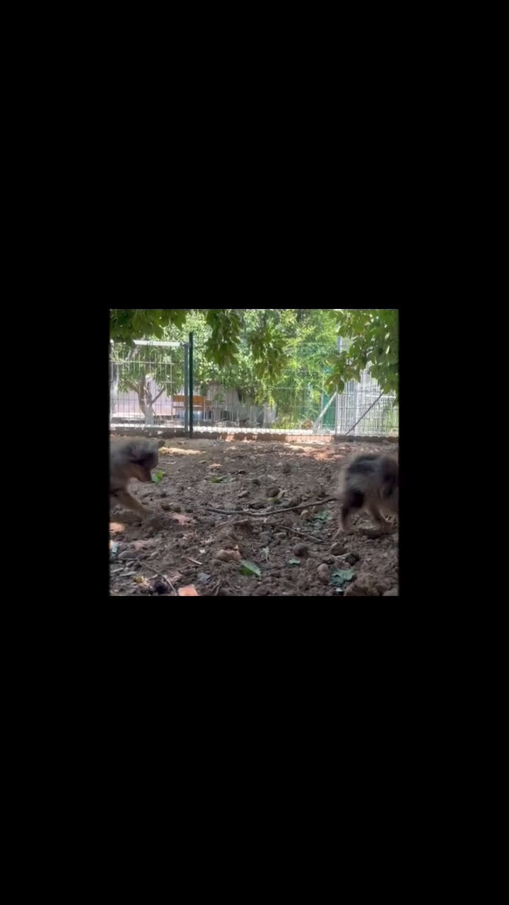 Pomchi perros en venta: Pomchi (Pomeramia y Chihuahua) - Video 2