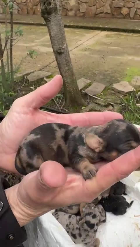 Teckel Miniatura perros en venta: Cachorros de Teckel Miniatura  - Video 1