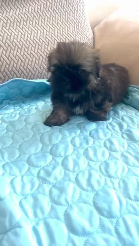 Shih Tzu perros en venta: Shih Tzu 2 machitos disponible - Video 2