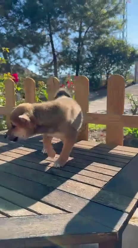 Shiba Inu perros en venta: Shiba Inu preciosos bebes  - Video 2