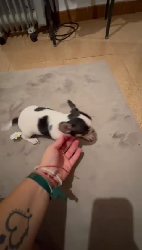 Chihuahua perros en venta: CHIHUAHUAS MINIS TOYS - Video 2
