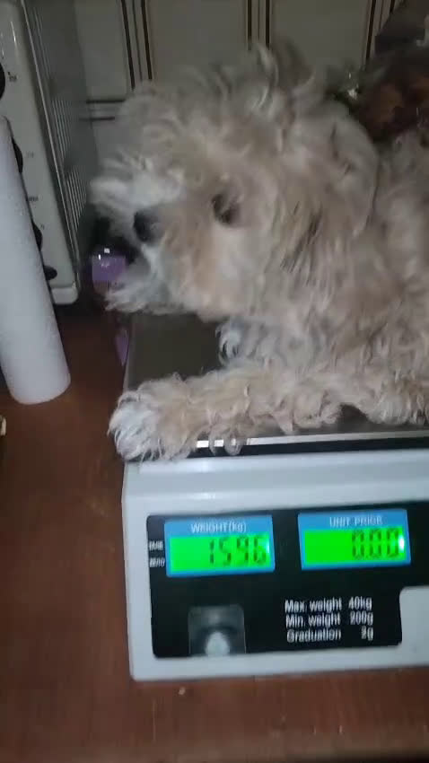 Maltipoo perros en venta: Maltipom( caniche asiático con maltésa coreana)o - Video 2