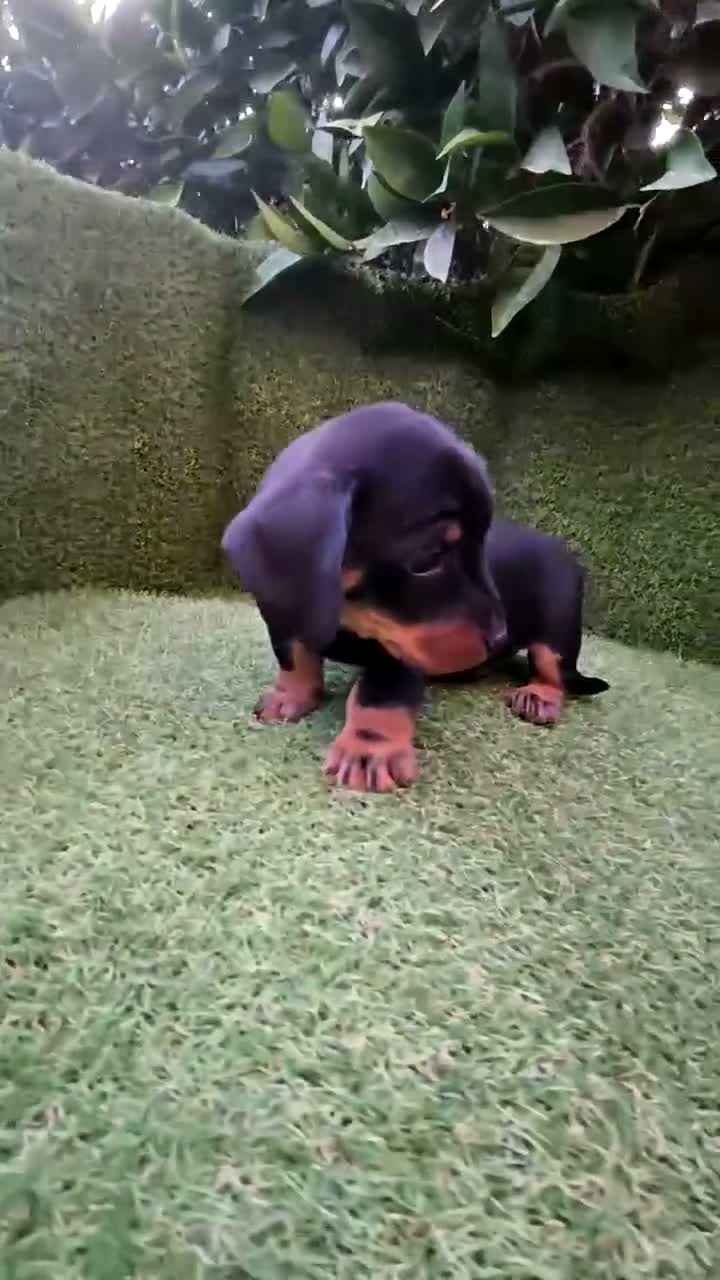 Teckel Miniatura perros en venta: teckel miniatura  - Video 1
