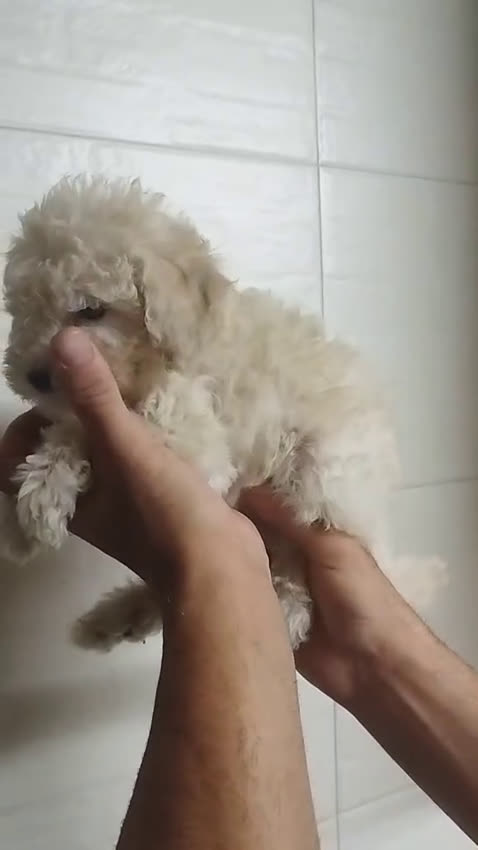 Caniche Mediano perros en venta: Caniches - Video 2