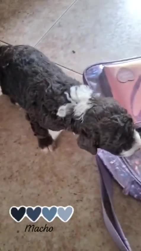 Perro de Agua Español perros en venta: Preciosos bicolor - Video 2