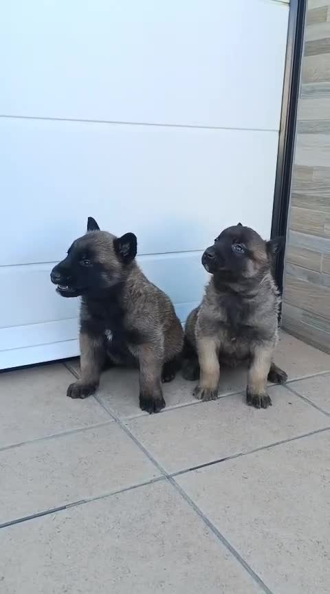 Pastor Belga Malinois perros en venta: Pastor Belga Malinois  en Sevilla - Video 1