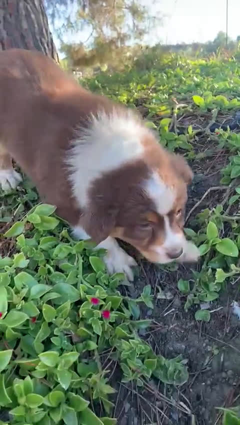 Pastor Australiano perros en venta: Cachorro PASTOR AUSTRALIANO  - Video 1