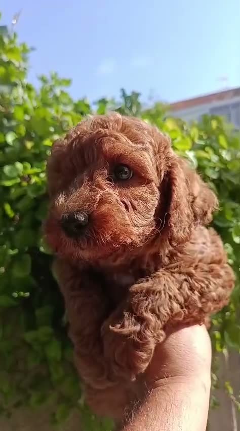 Caniche Toy perros en venta: Caniche toy - Video 1