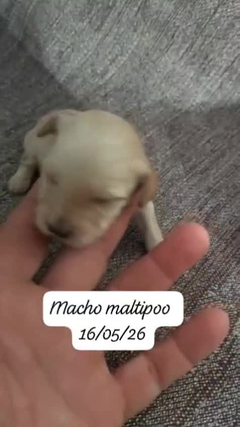 Maltipoo perros en venta: Camada de maltipoo nacionales  - Video 1